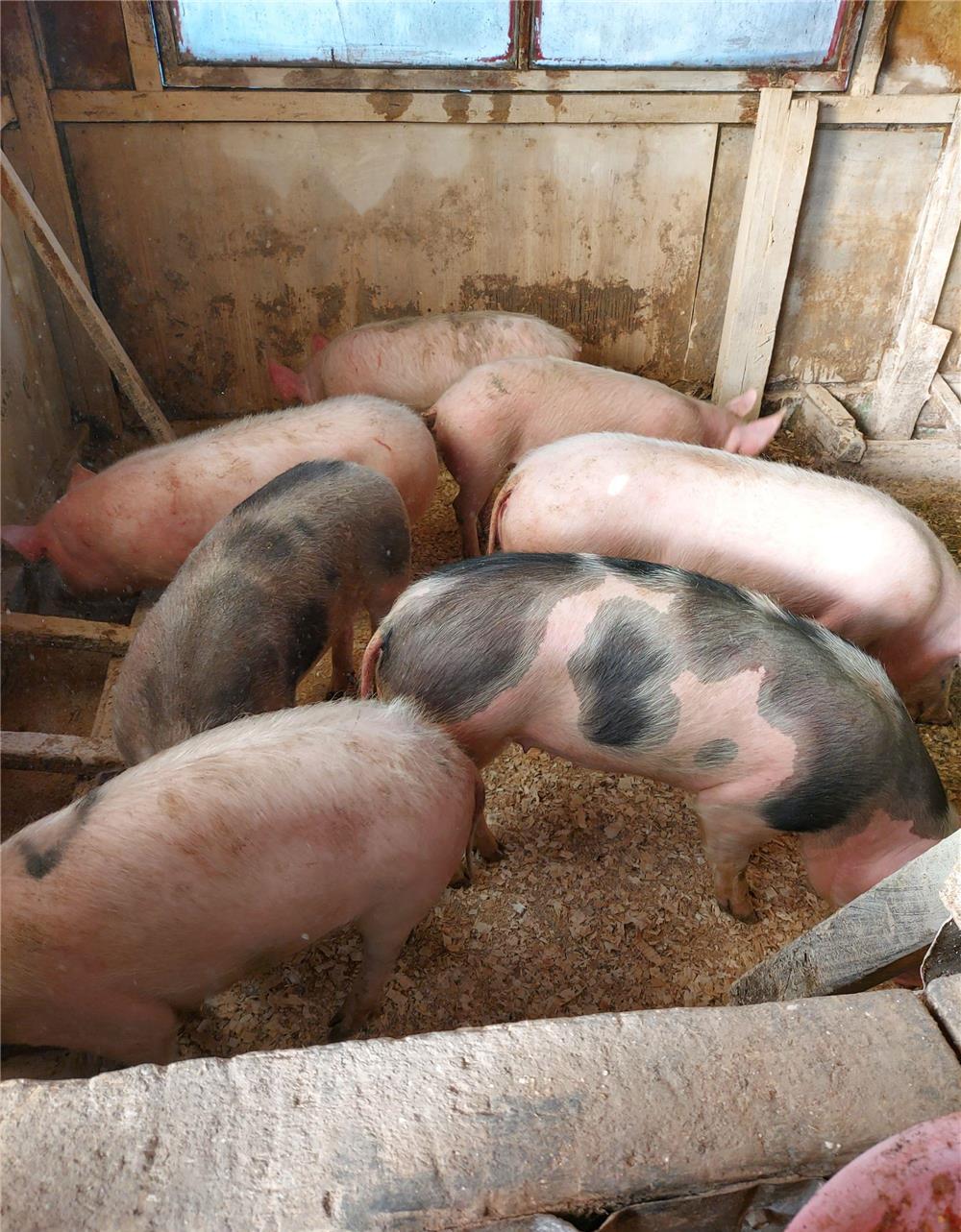 Porci de rasă 45-150kg,de țară