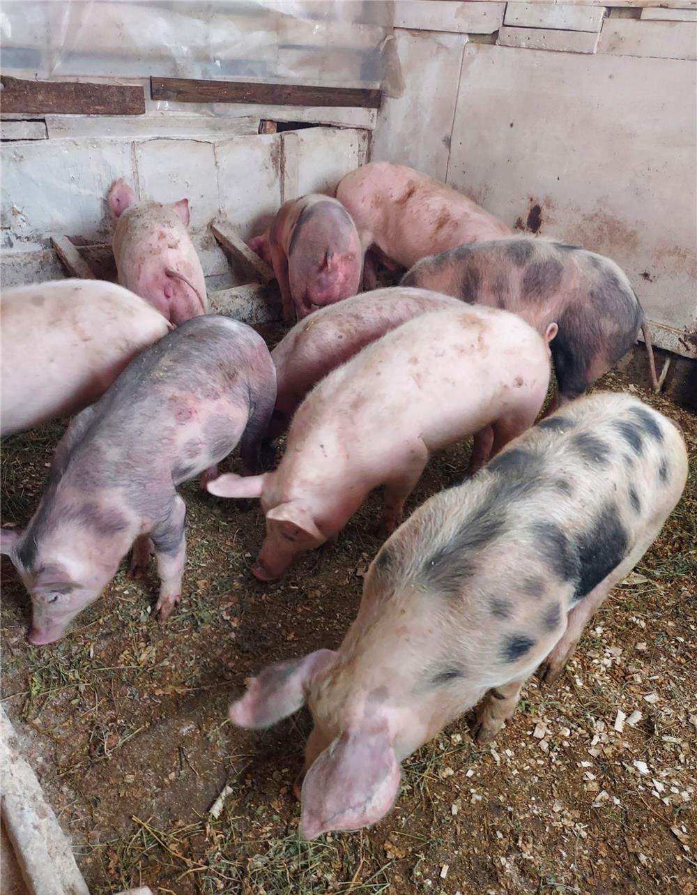 Porci de rasă 45-150kg,de țară