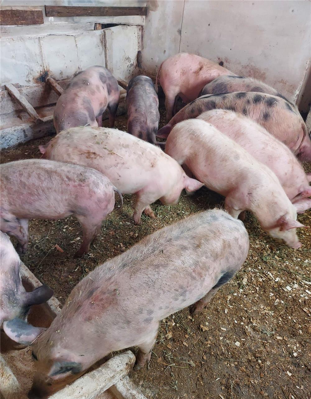Porci de rasă 45-150kg,de țară