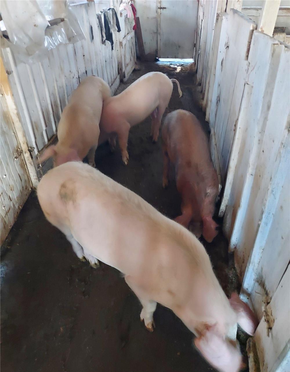 Porci de rasă 45-150kg,de țară
