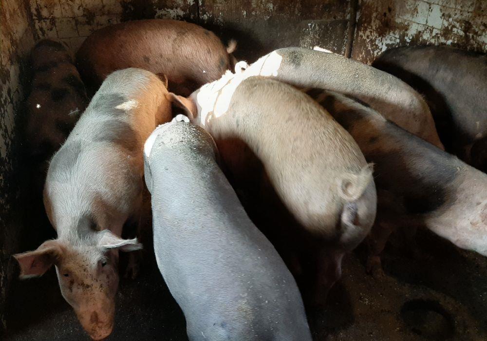 porci de țara bio bio