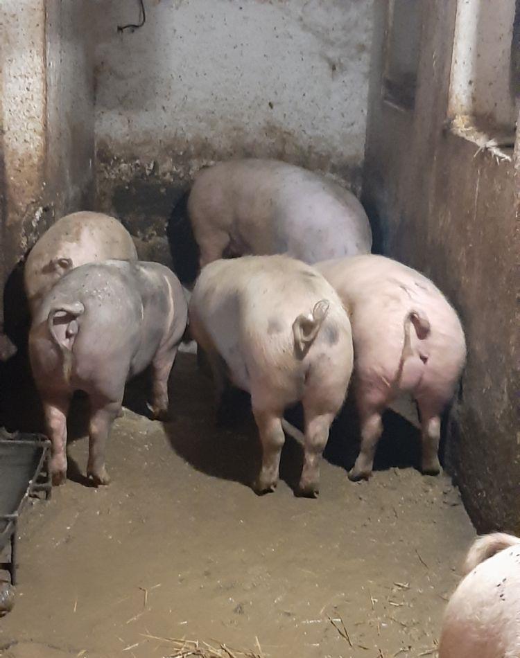 porci de țara bio bio