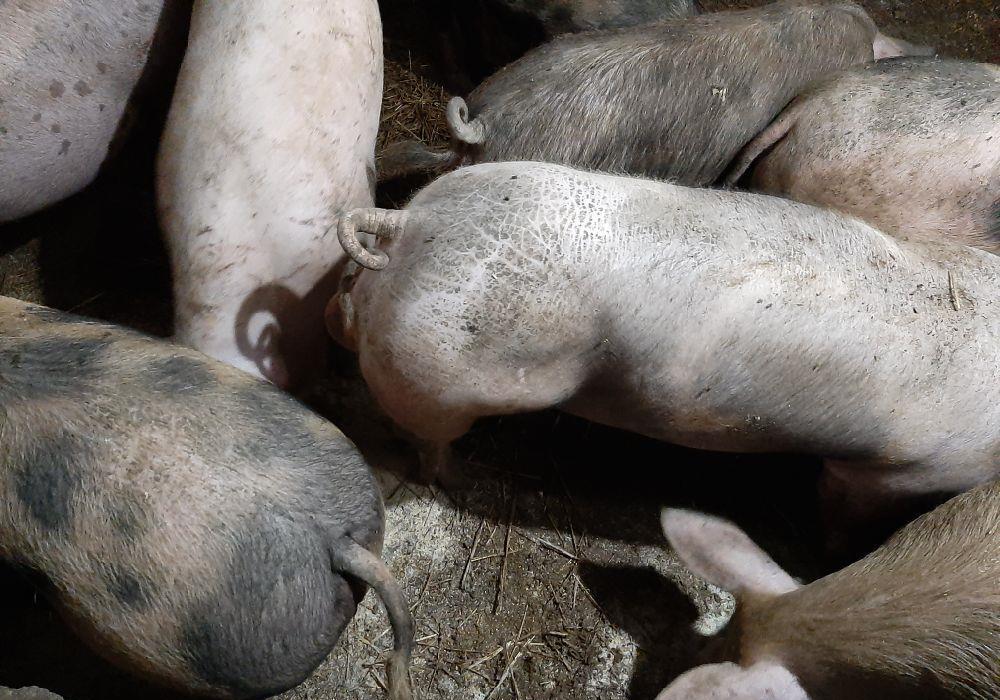 porci de țara bio bio