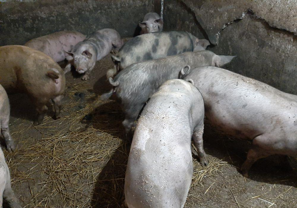 porci de țara bio bio