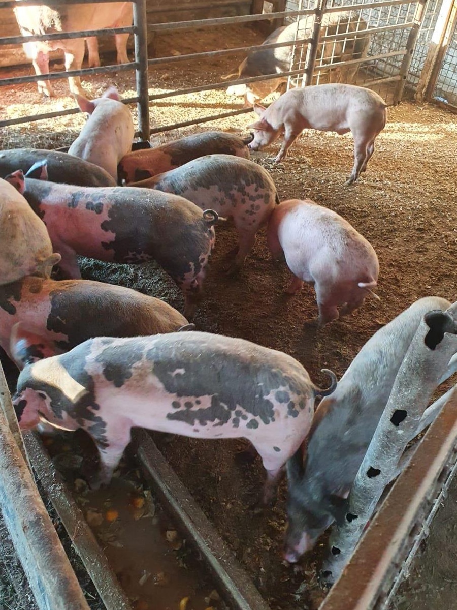 Porci de vânzare 30-35 kg