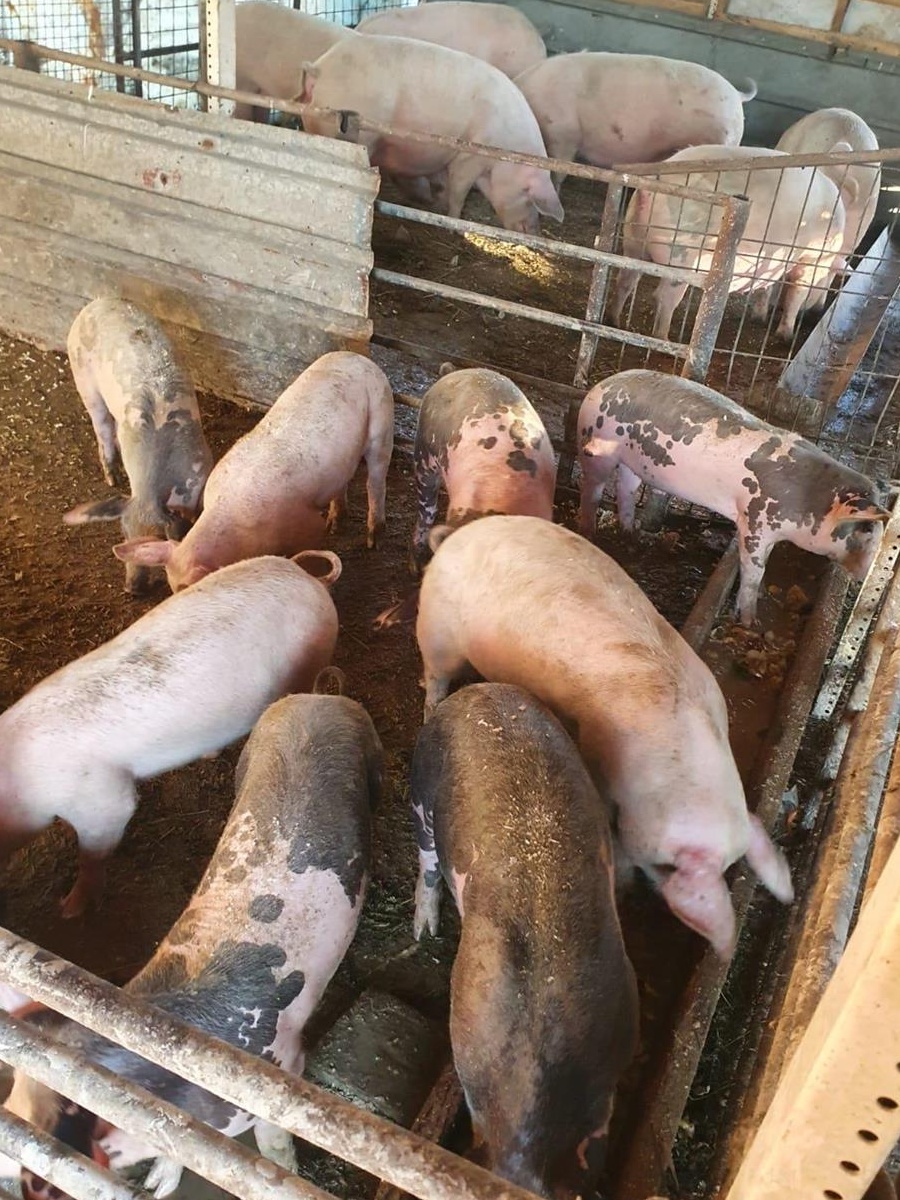 Porci de vânzare 30-35 kg