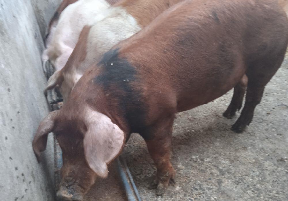 Porci duroc cu pietrain