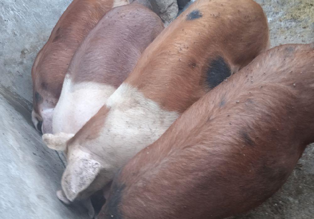 Porci duroc cu pietrain