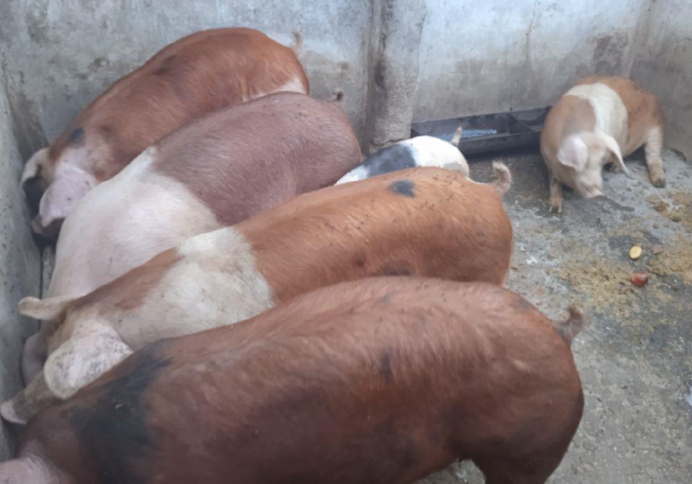 Porci duroc cu pietrain