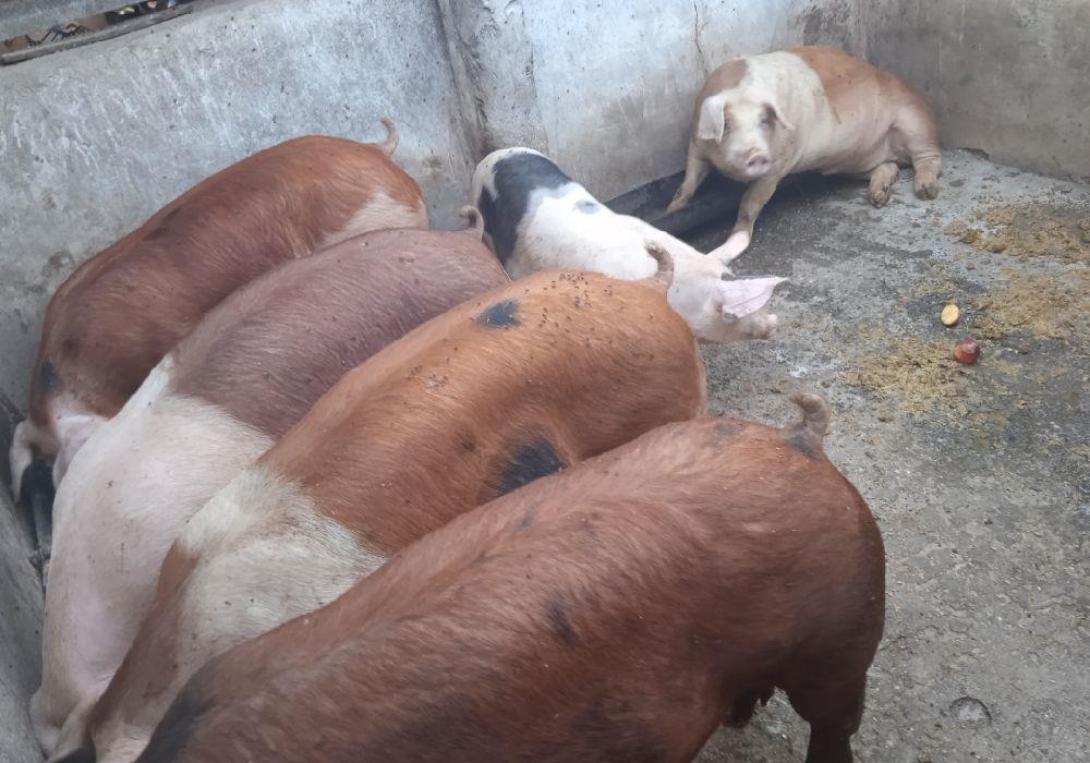 Porci duroc cu pietrain