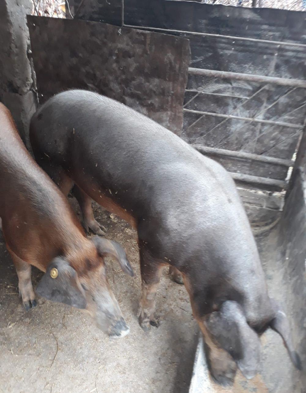 Porci Duroc Pietrain crescuti bio intre 80-150 kg