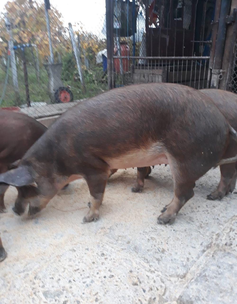 Porci Duroc Pietrain crescuti bio intre 80-150 kg