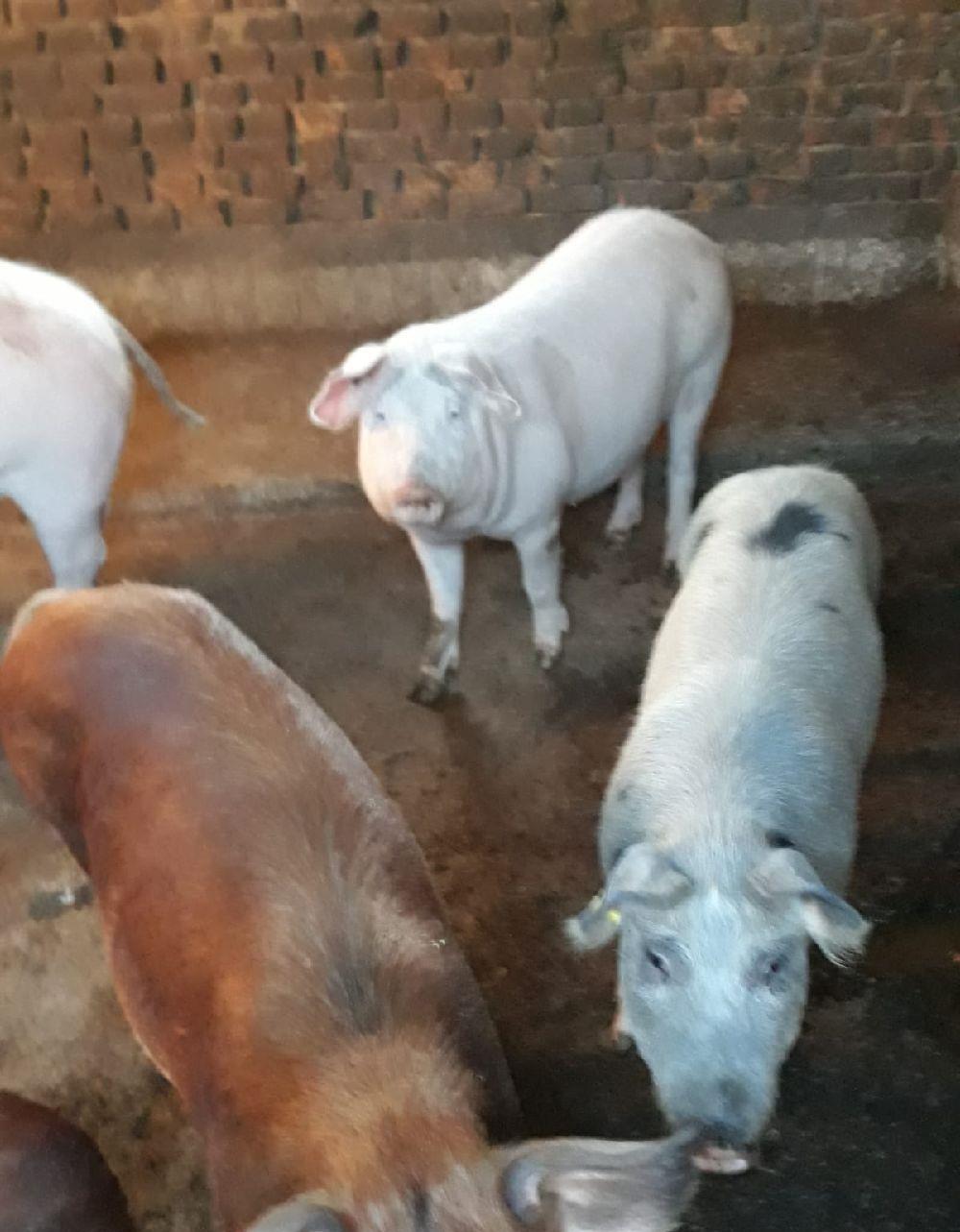 Porci Duroc Pietrain crescuti bio intre 80-150 kg