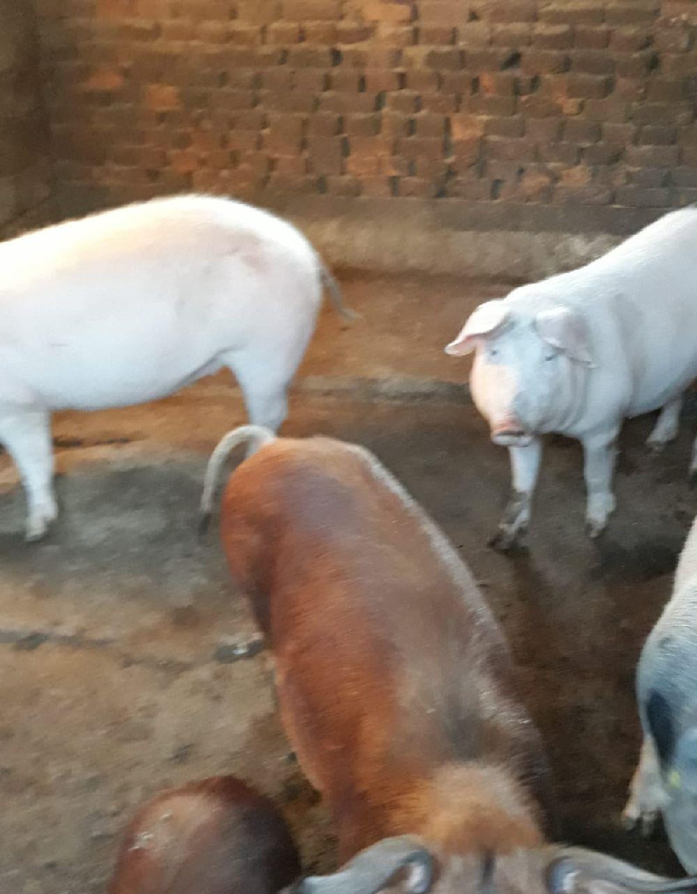 Porci Duroc Pietrain crescuti bio intre 80-150 kg