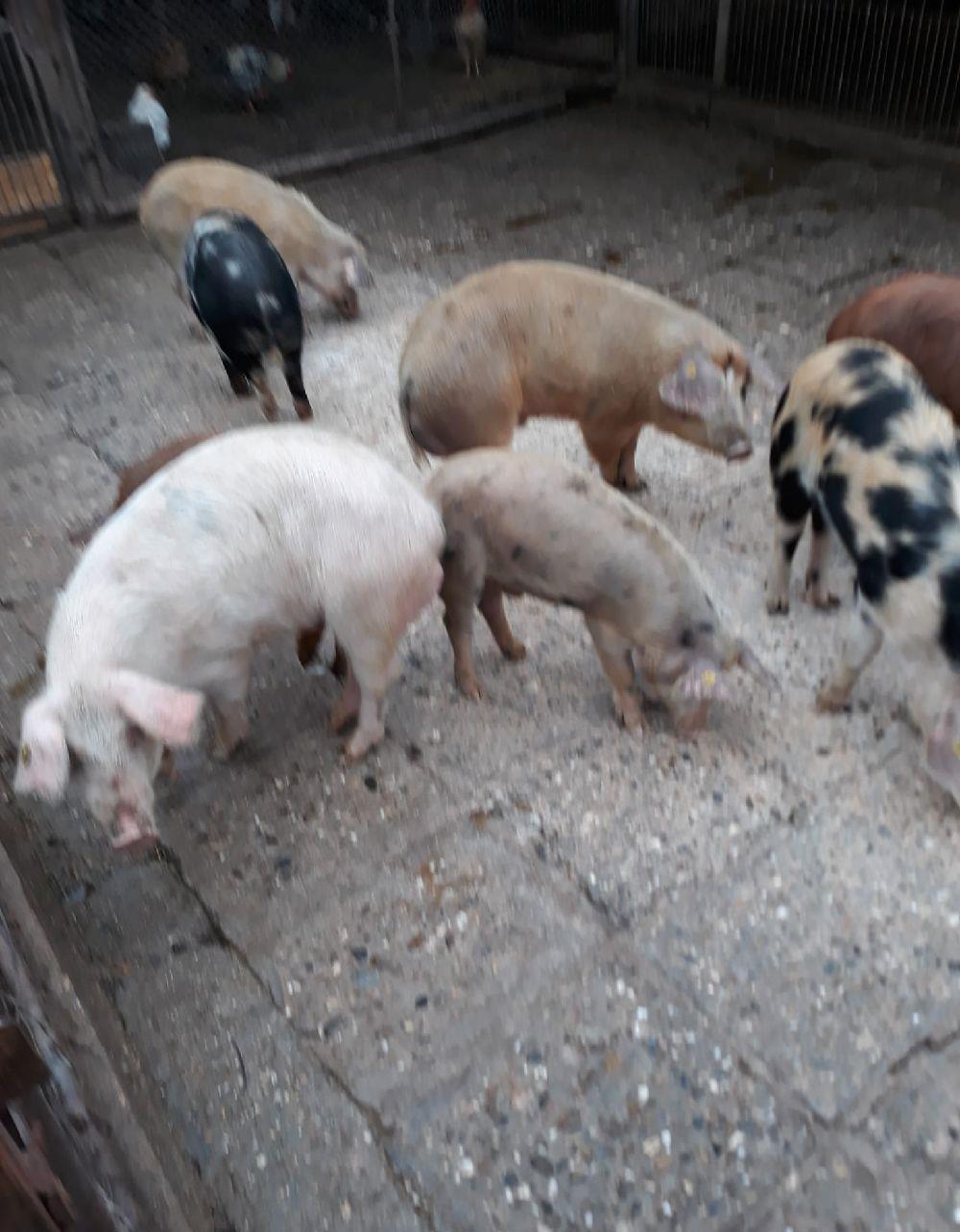 Porci Duroc si Pic crescuti la tara fara concentrate