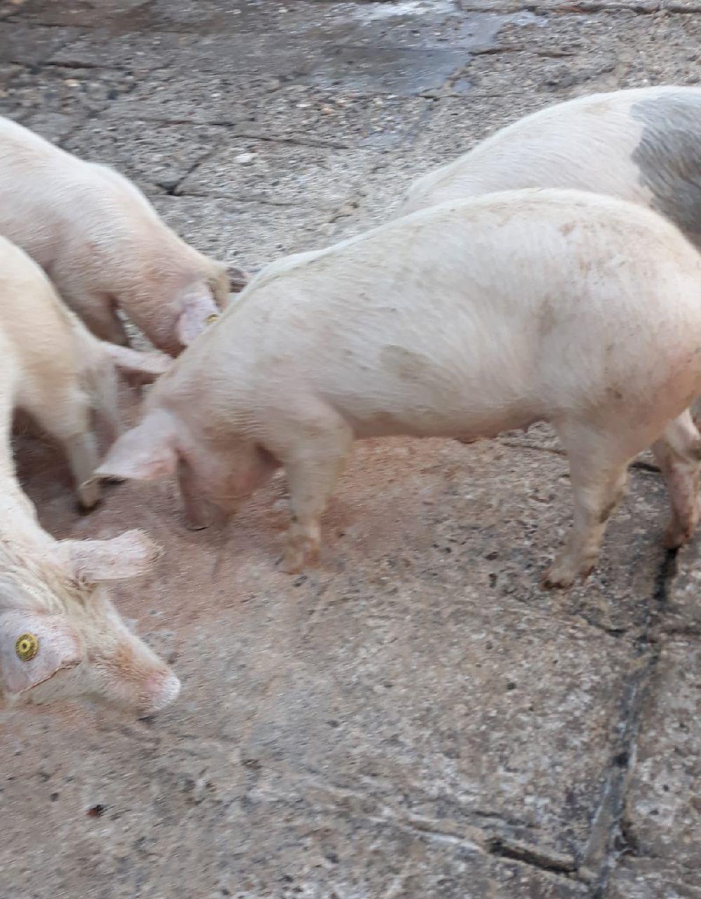 Porci Duroc si Pic crescuti la tara fara concentrate