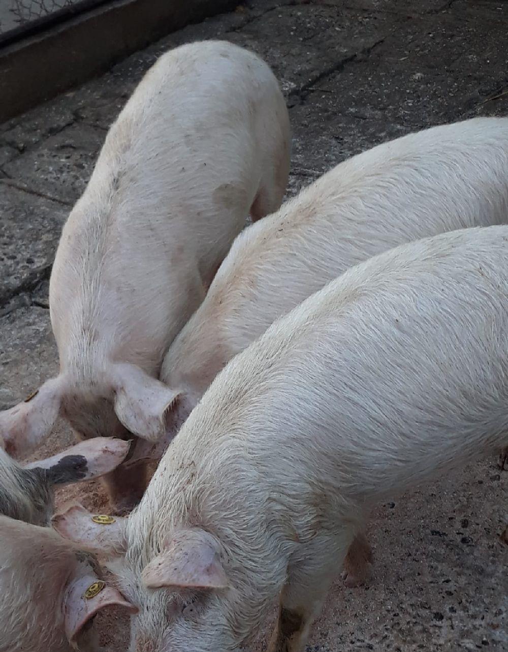 Porci Duroc si Pic crescuti la tara fara concentrate