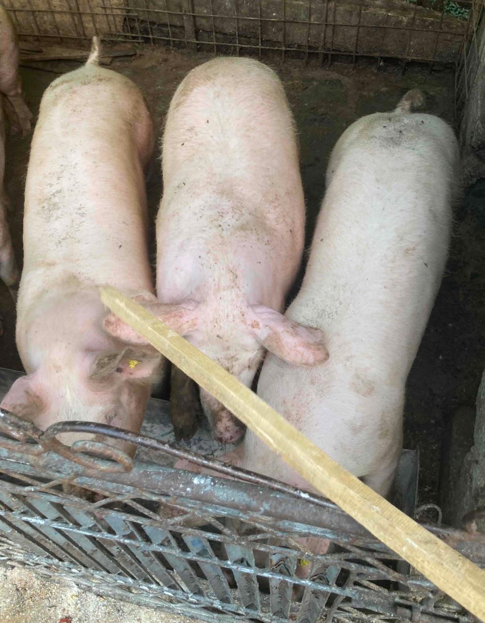 Porci grasi 90-130kg