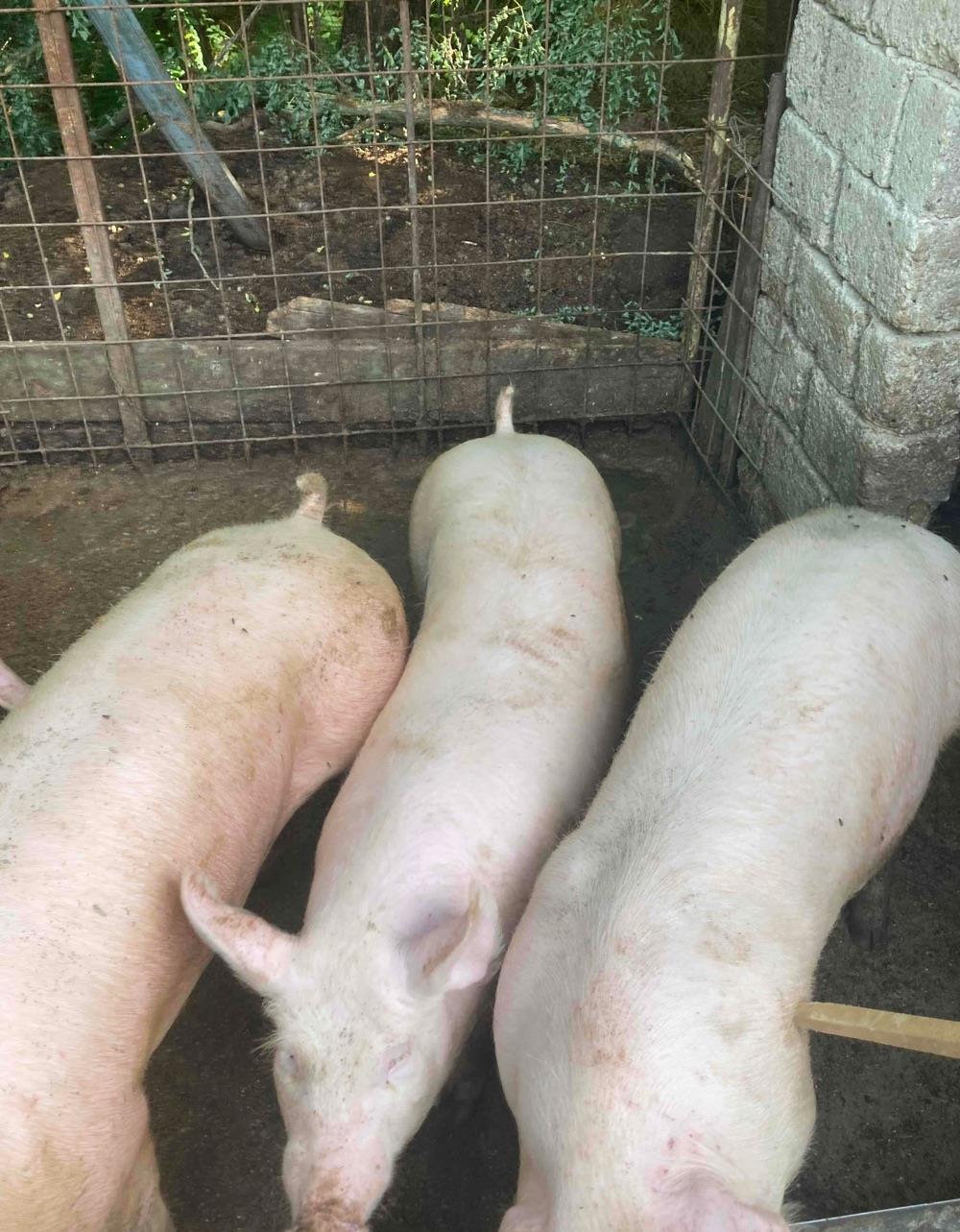 Porci grasi 90-130kg