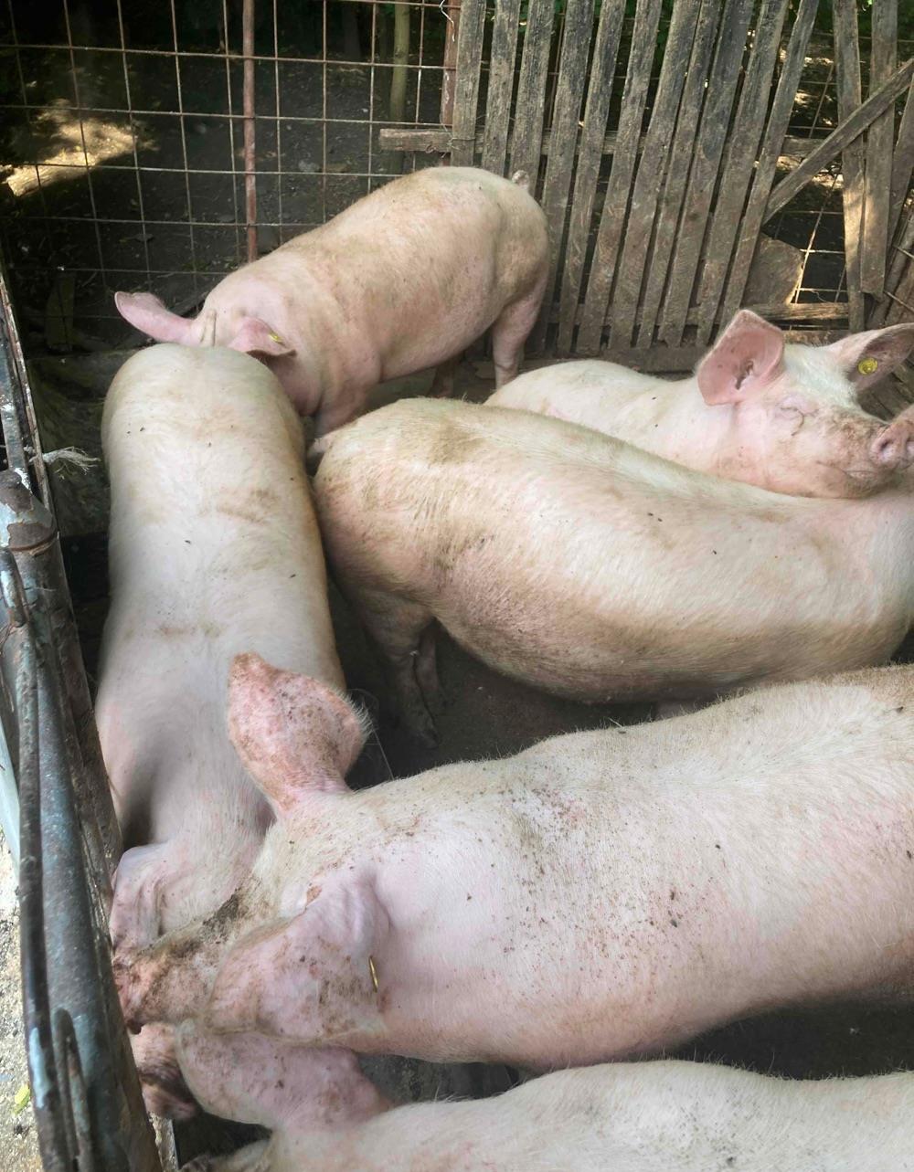 Porci grasi 90-130kg
