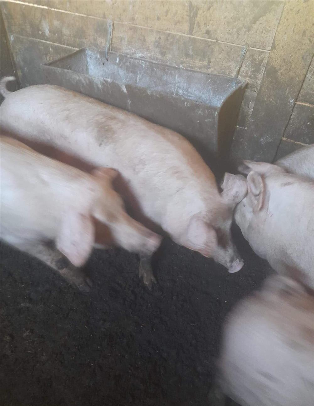 Porci grasi de vanzare