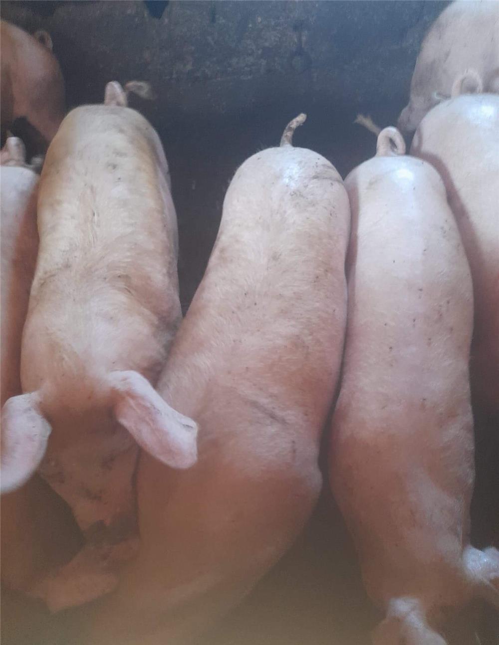 Porci grasi de vanzare