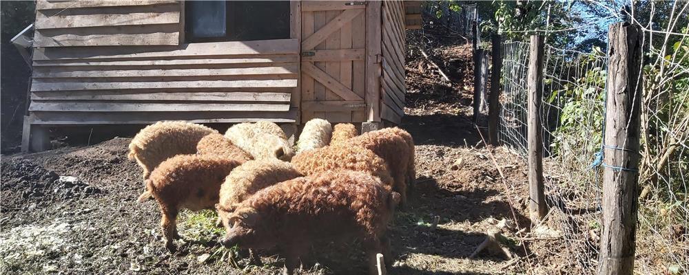 Porci mangalița de vânzare