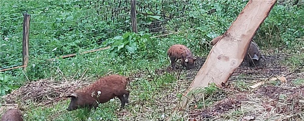 Porci mangalița de vânzare