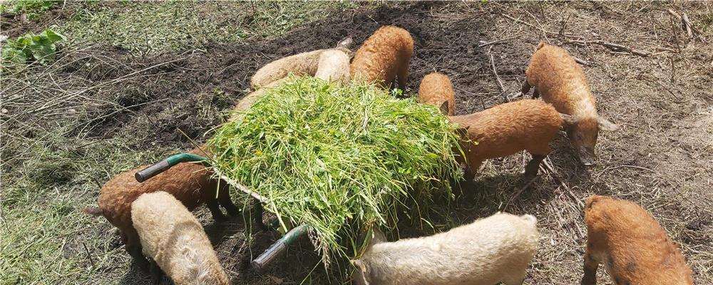Porci mangalița de vânzare