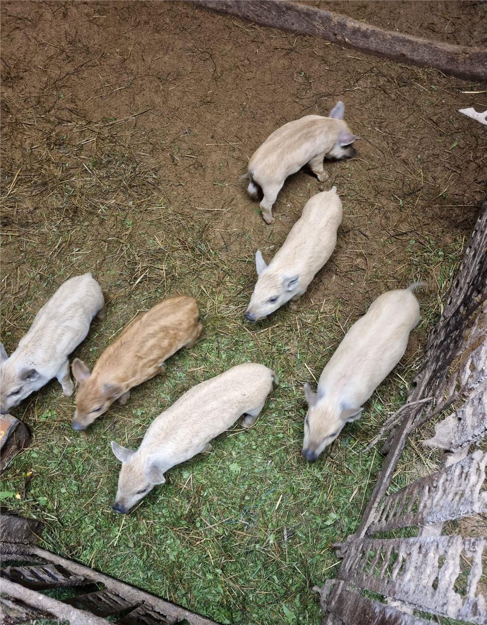 Porci mangalița de vânzare