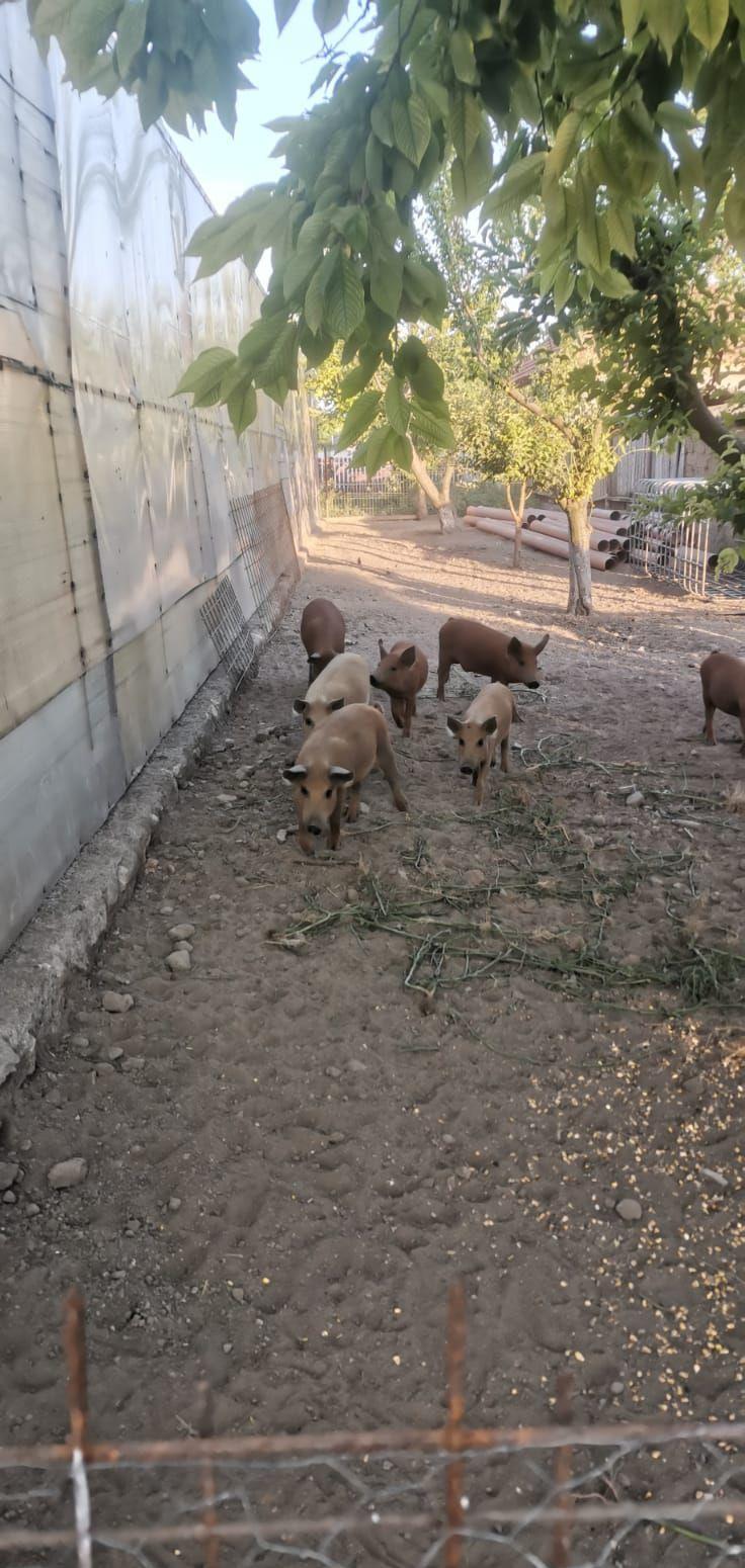 porci mangalița rasă pură