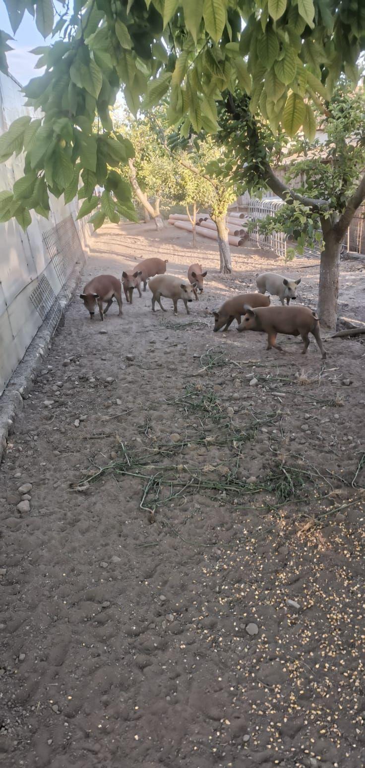 porci mangalița rasă pură