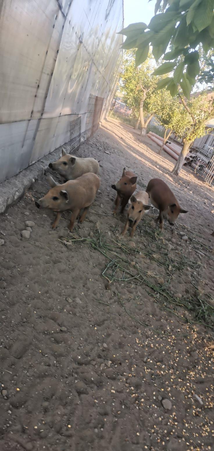porci mangalița rasă pură