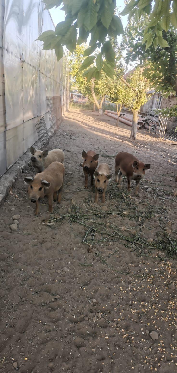 porci mangalița rasă pură
