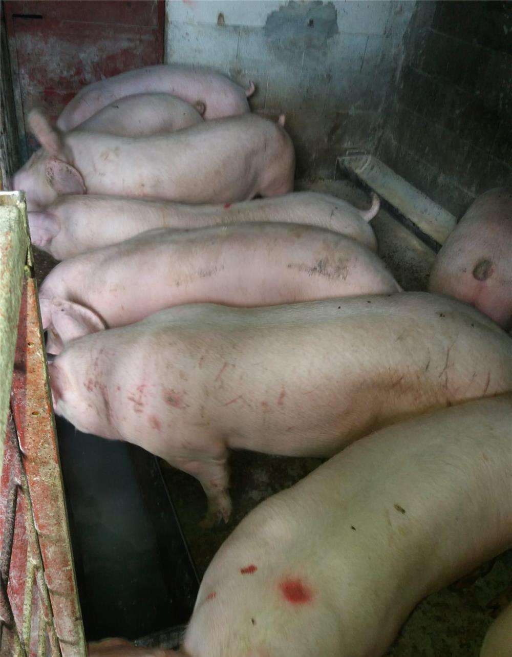 porci mari de carne