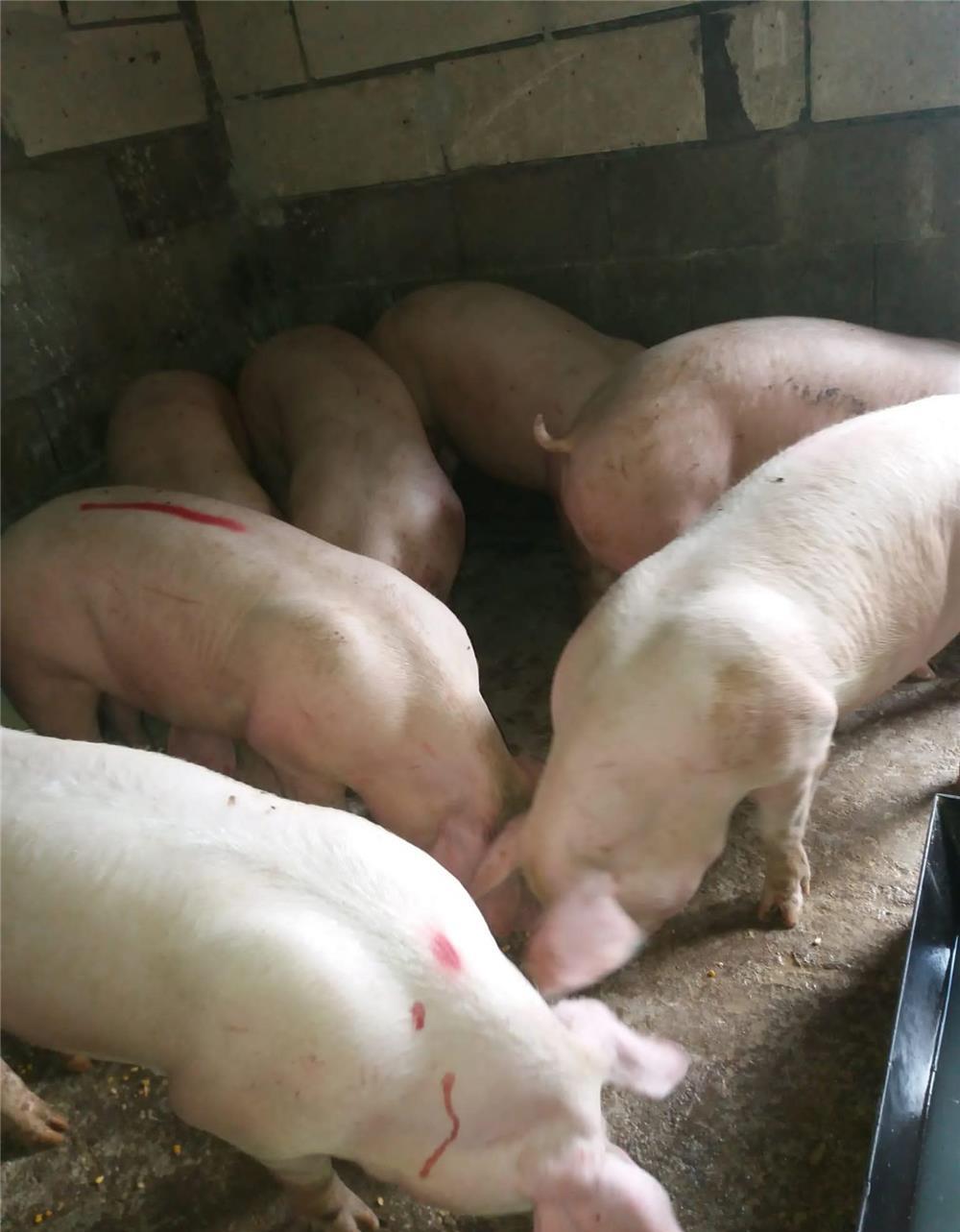 porci mari de carne