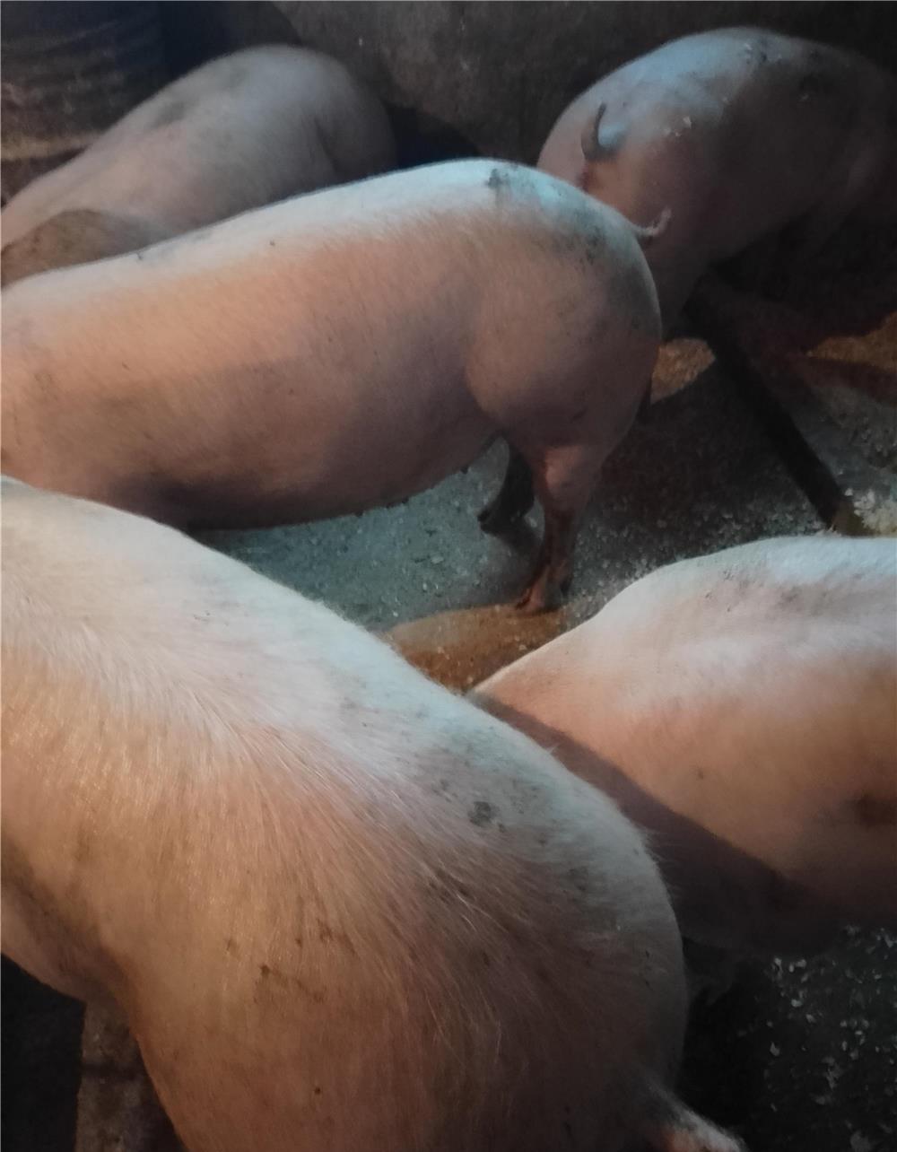 Porci mari și purcei