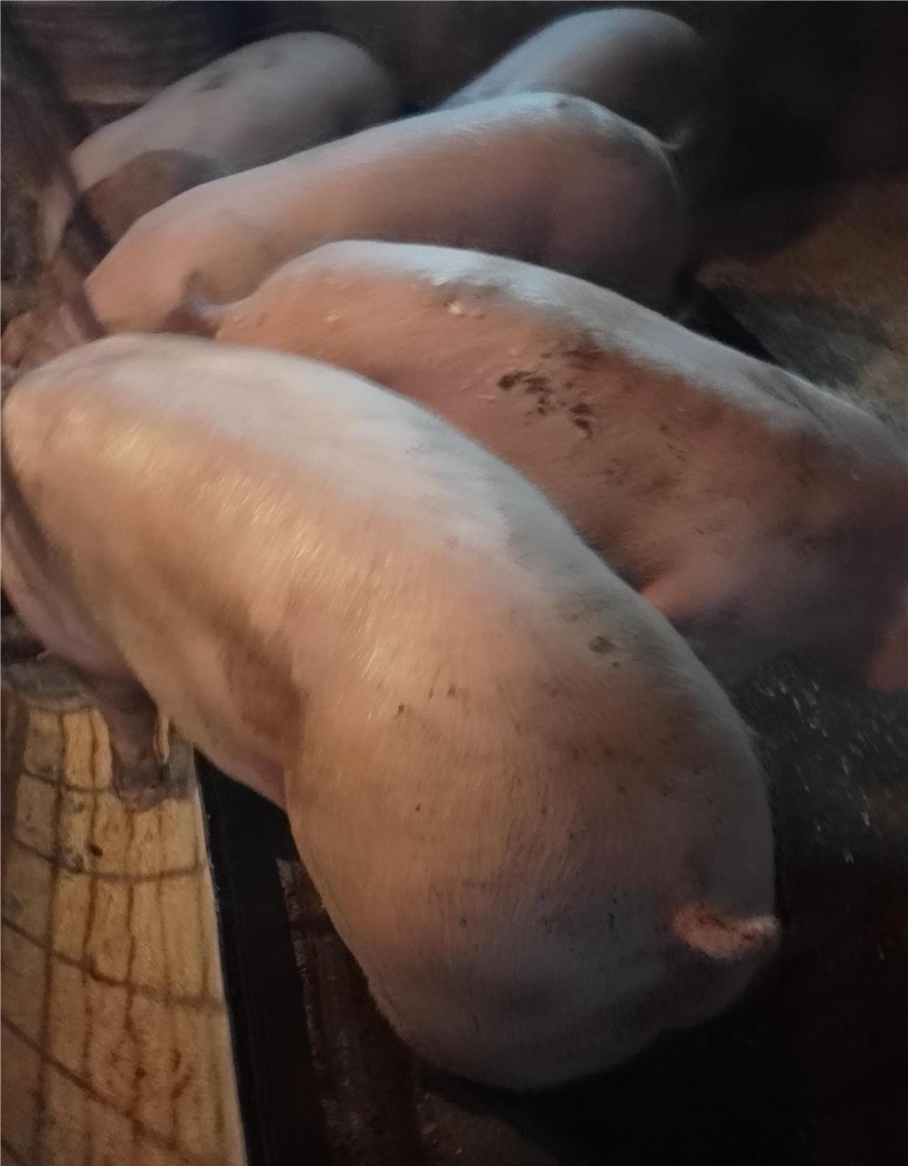 Porci mari și purcei