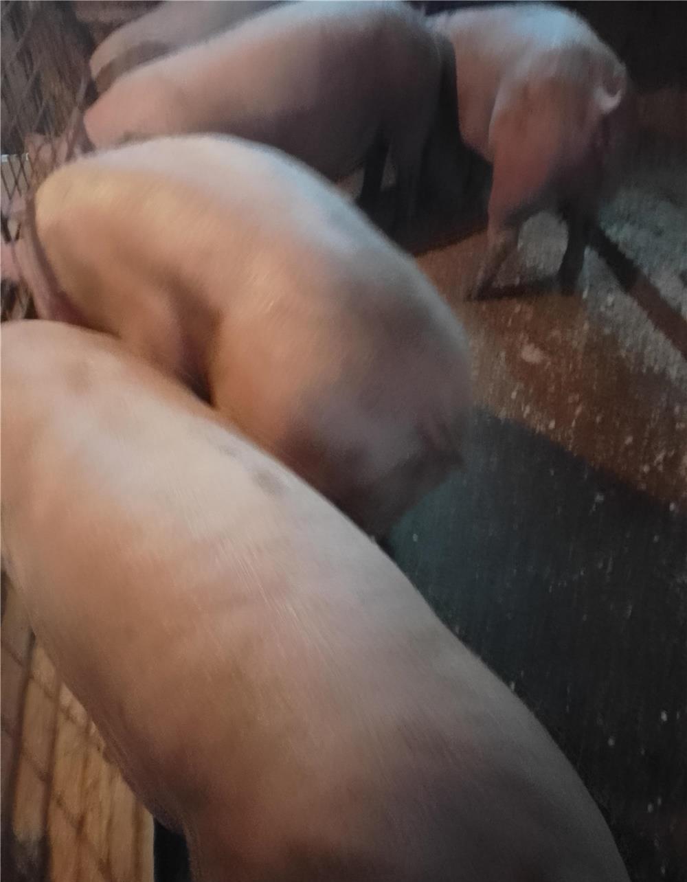 Porci mari și purcei