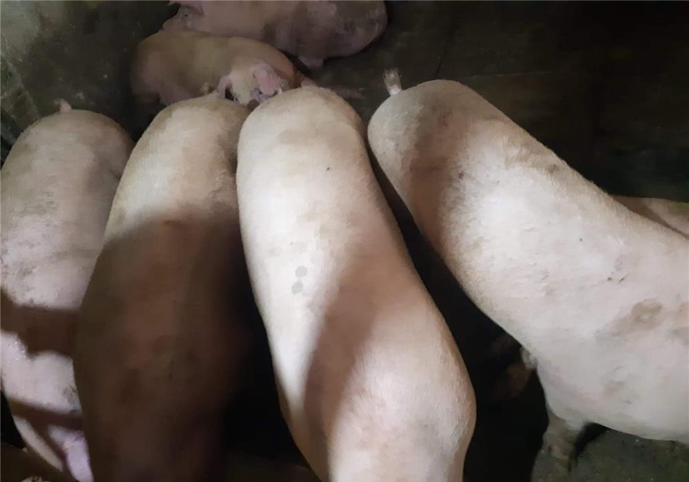 Porci Pick