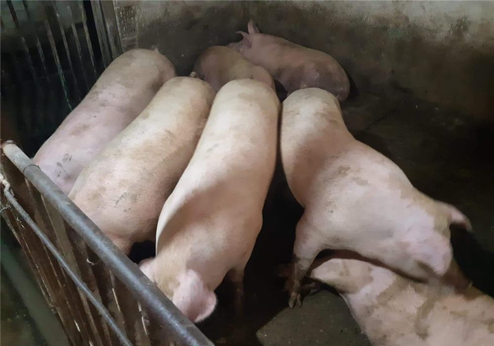 Porci Pick