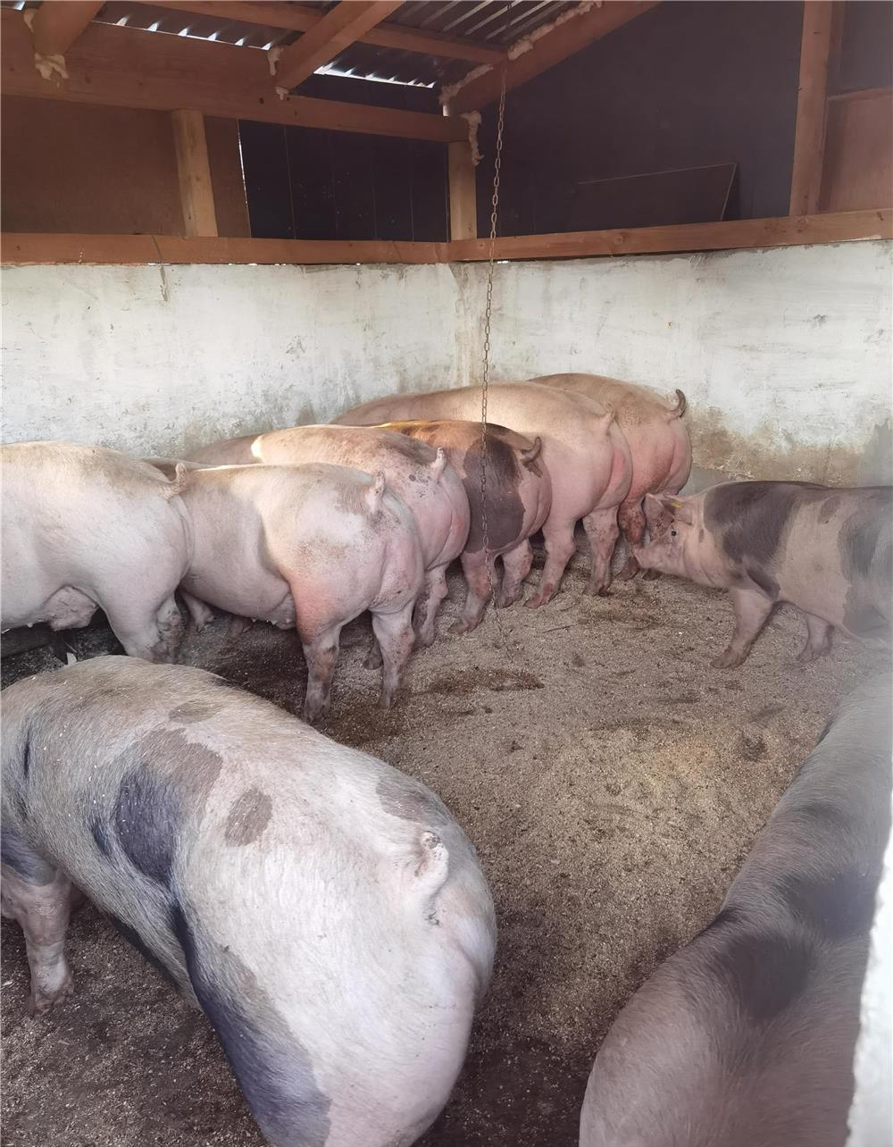 Porci pietrain