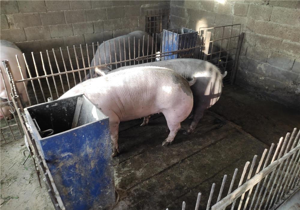 Porci Pietrain 170-200 kg