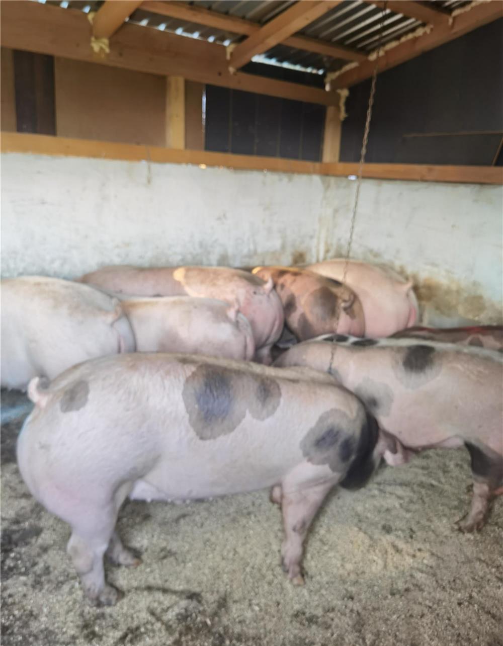 Porci pietrain