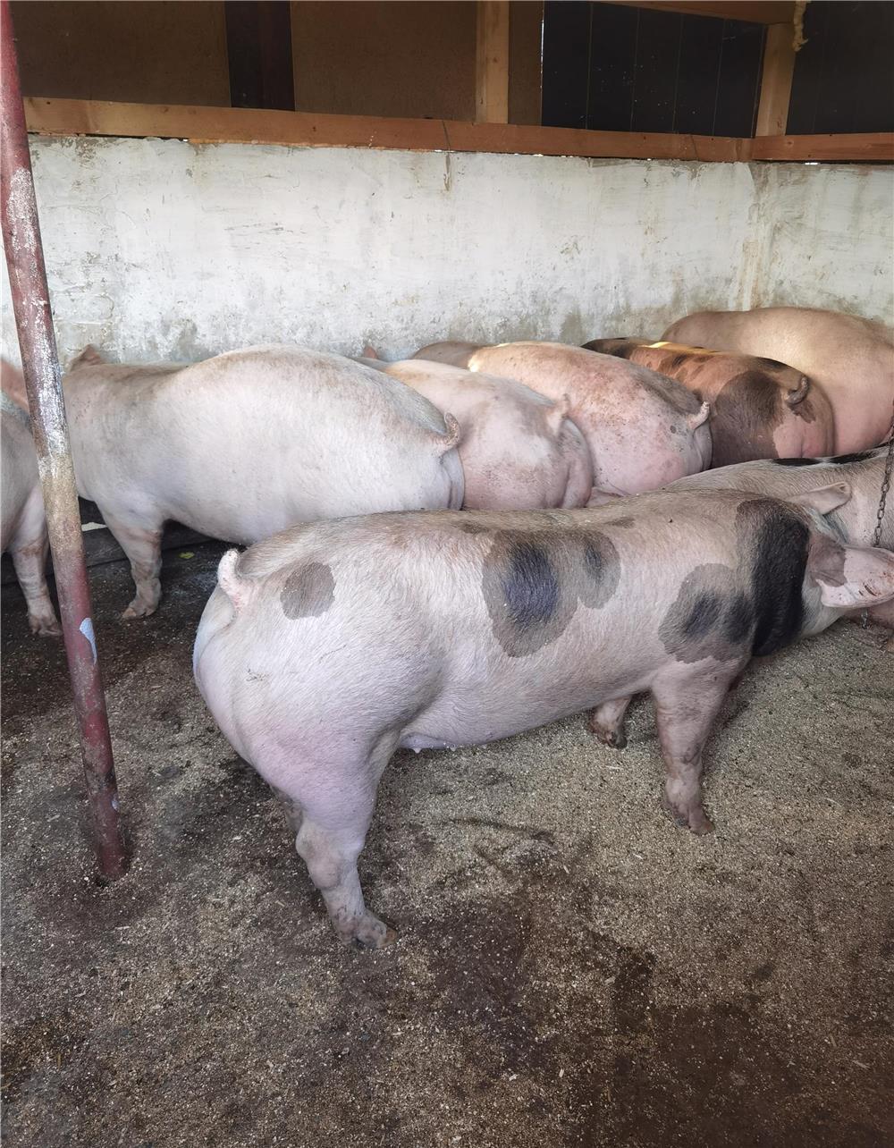 Porci pietrain