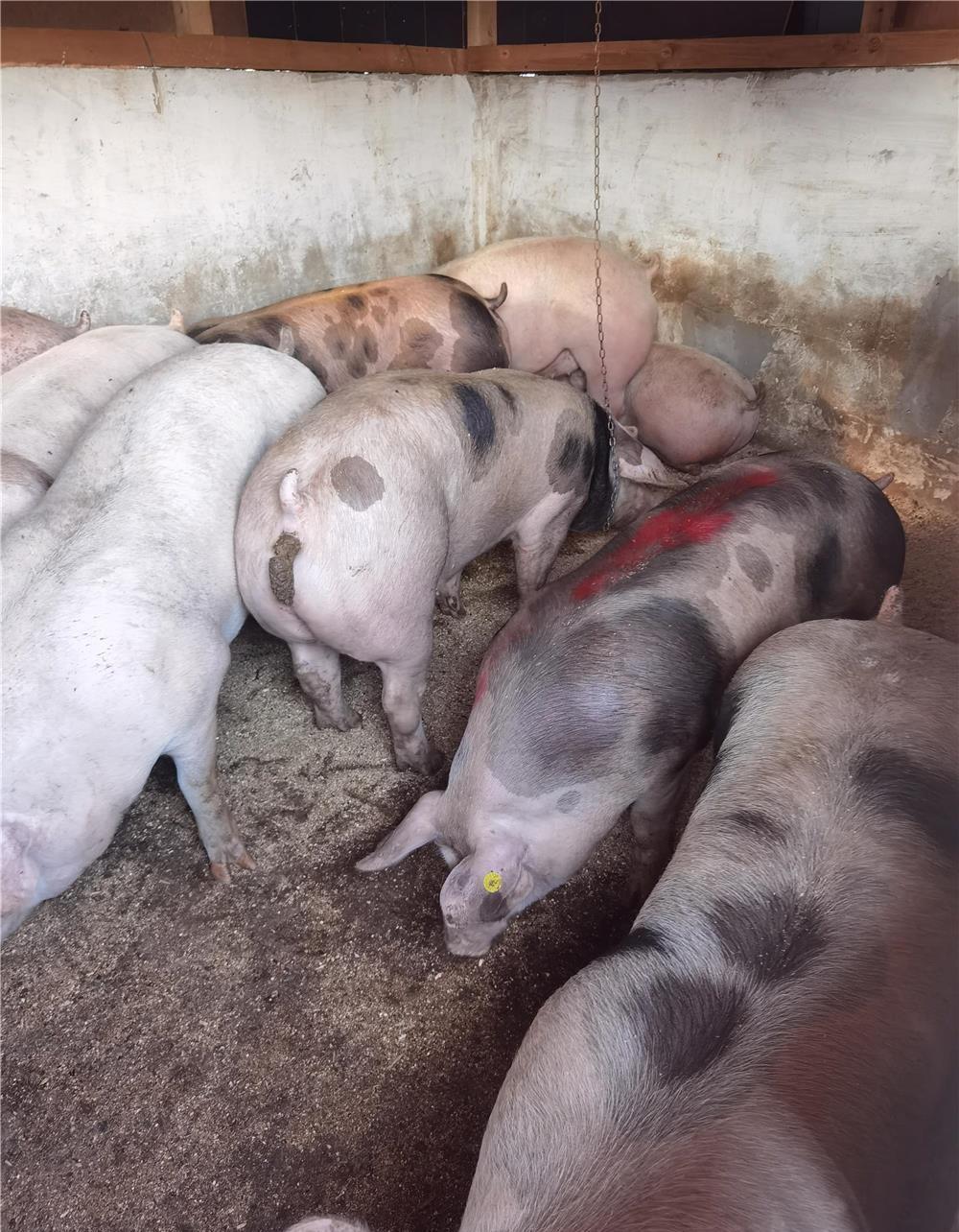 Porci pietrain