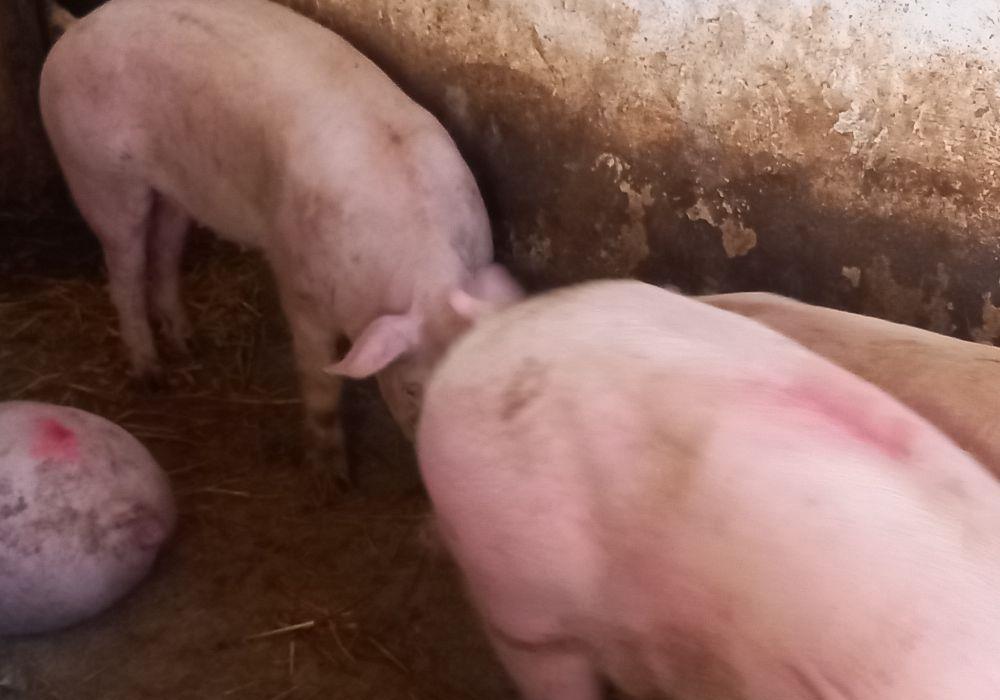 porci pik