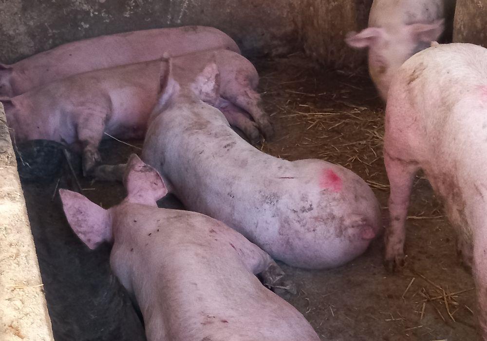 porci pik