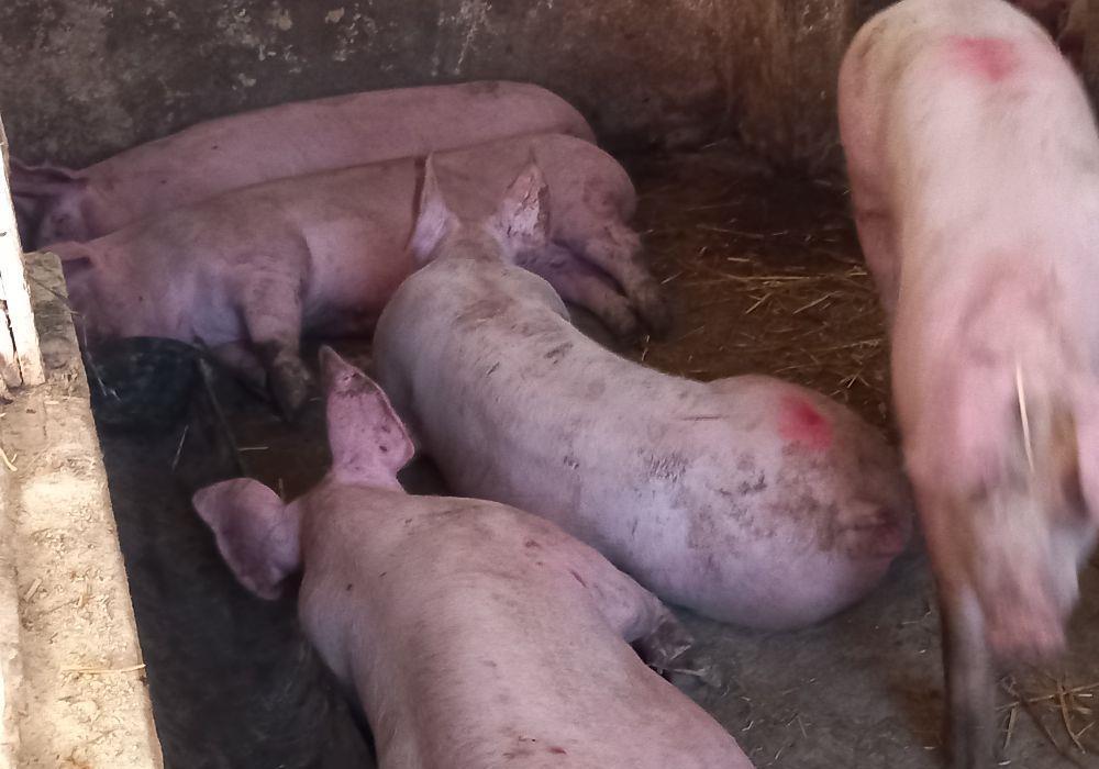 porci pik