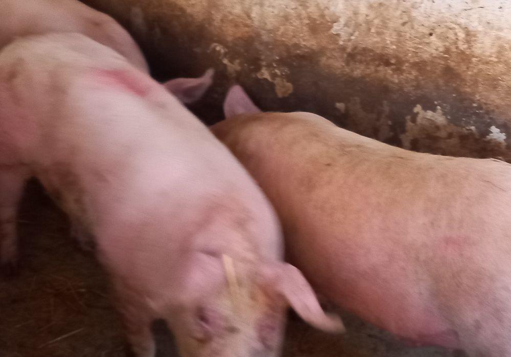 porci pik